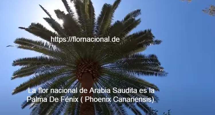 La flor nacional de Arabia Saudita es la Palma De Fenix Phoenix Canariensis.