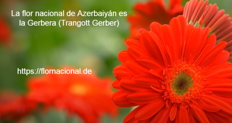 La flor nacional de Azerbaiyan es la Gerbera Trangott Gerber