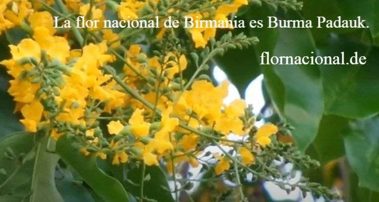 La flor nacional de Birmania es Burma Padauk.