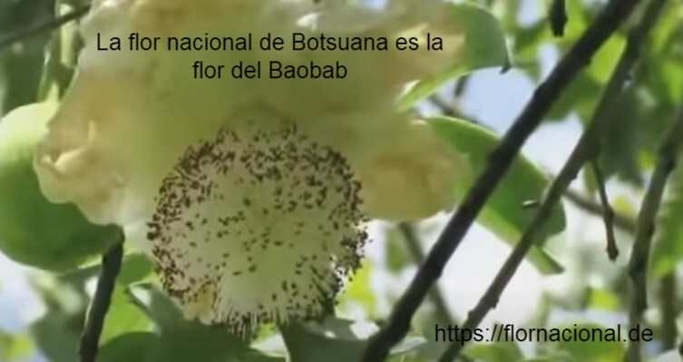 La flor nacional de Botsuana es la flor del Baobab