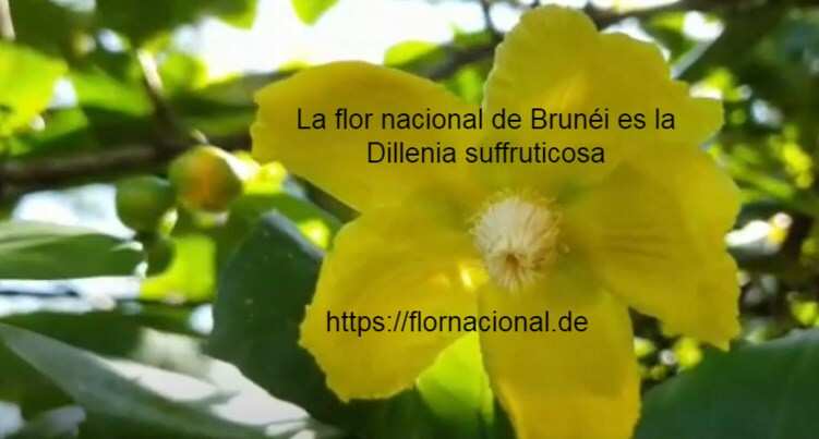La flor nacional de Brunei es la Dillenia suffruticosa