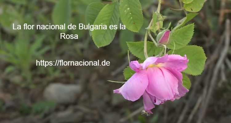 La flor nacional de Bulgaria es la Rosa
