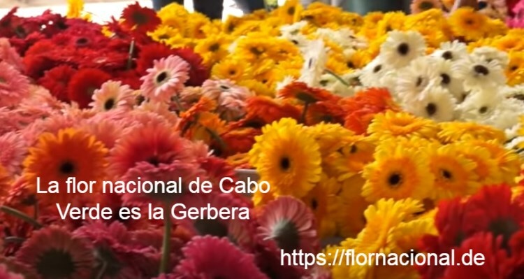 La flor nacional de Cabo Verde es la Gerbera