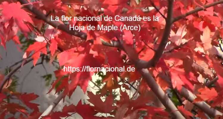 La flor nacional de Canada es la Hoja de Maple Arce