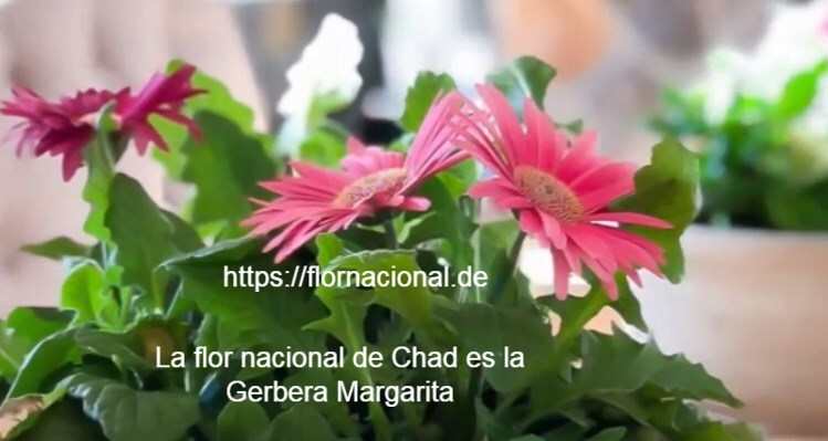 La flor nacional de Chad es la Gerbera Margarita