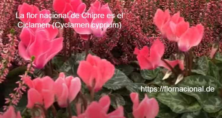 La flor nacional de Chipre es el Ciclamen Cyclamen cyprium