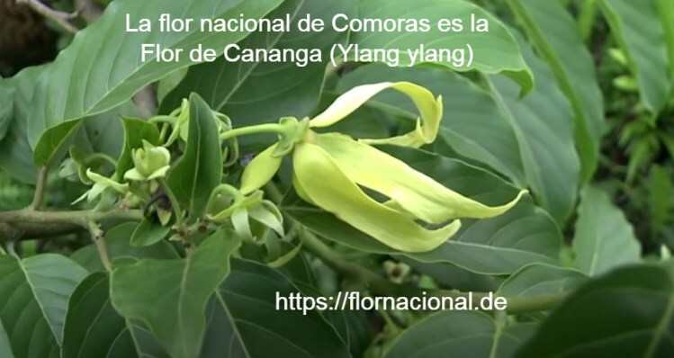 La flor nacional de Comoras es la Flor de Cananga Ylang ylang