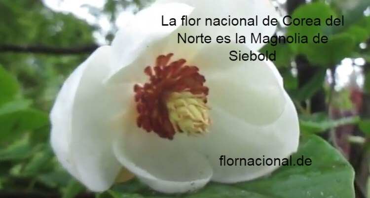 La flor nacional de Corea del Norte es la Magnolia de Siebold