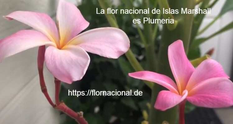 La flor nacional de Islas Marshall es Plumeria