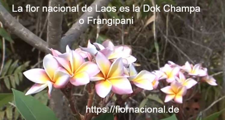 La flor nacional de Laos es la Dok Champa o Frangipani