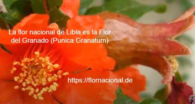 La flor nacional de Libia es la Flor del Granado Punica Granatum