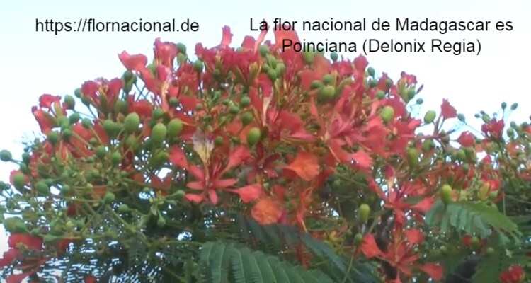 La flor nacional de Madagascar es Poinciana Delonix Regia