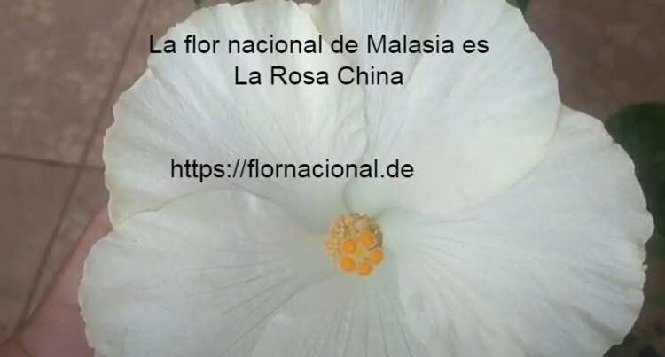 La flor nacional de Malasia es La Rosa China