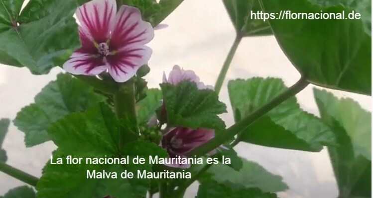 La flor nacional de Mauritania es la Malva de Mauritania
