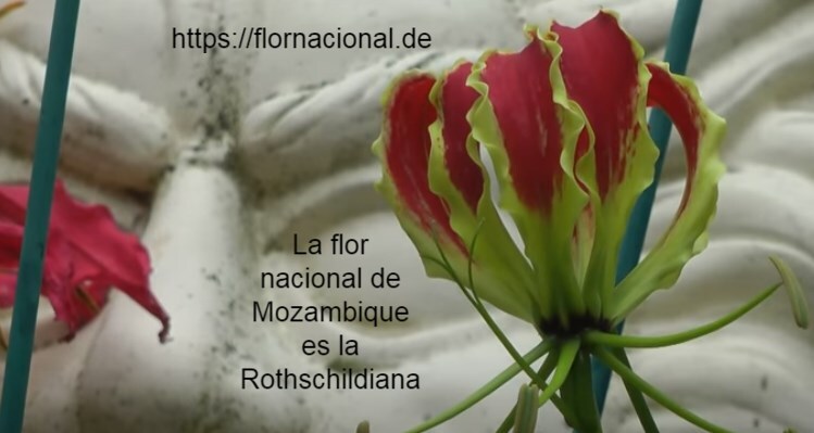 La flor nacional de Mozambique es la Rothschildiana