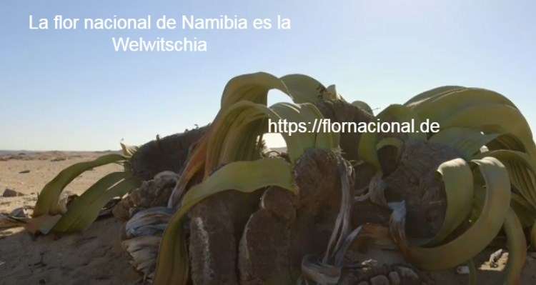 La flor nacional de Namibia es la Welwitschia