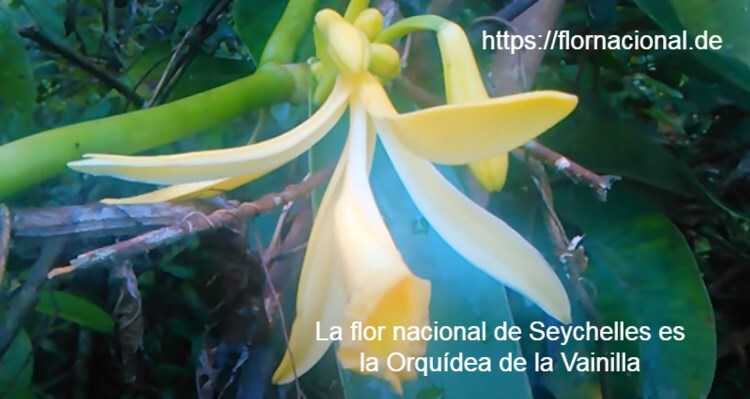La flor nacional de Seychelles es la Orquidea de la Vainilla