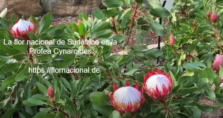 La flor nacional de Sudafrica es la Protea Cynaroides