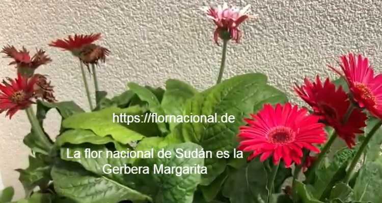 La flor nacional de Sudan es la Gerbera Margarita