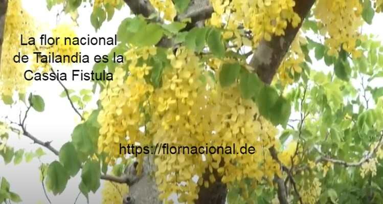 La flor nacional de Tailandia es la Cassia Fistula