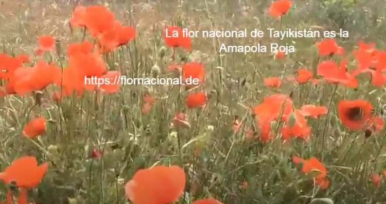 La flor nacional de Tayikistan es la Amapola Roja