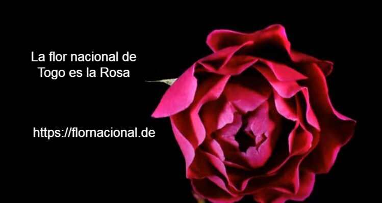 La flor nacional de Togo es la Rosa