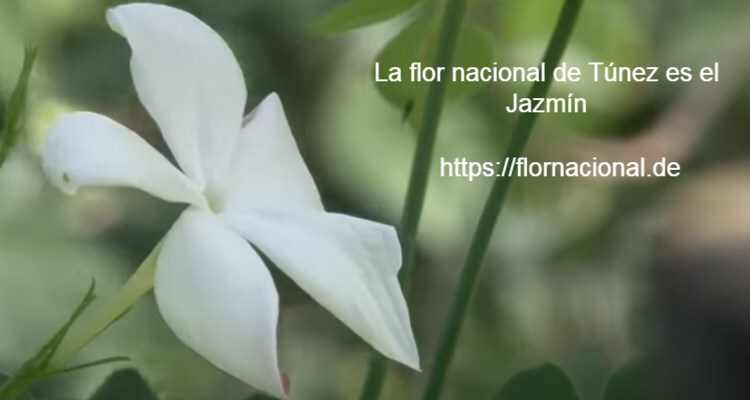 La flor nacional de Tunez es el Jazmin