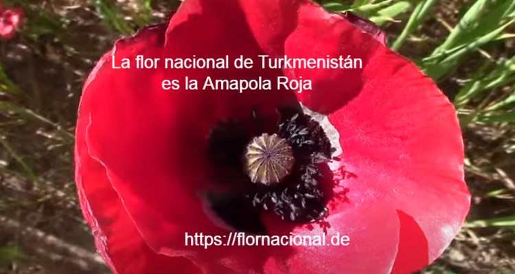 La flor nacional de Turkmenistan es la Amapola Roja