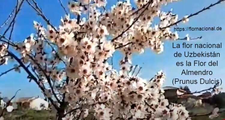 La flor nacional de Uzbekistan es la Flor del Almendro Prunus Dulcis