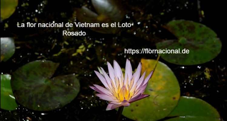 La flor nacional de Vietnam es el el Loto Rosado
