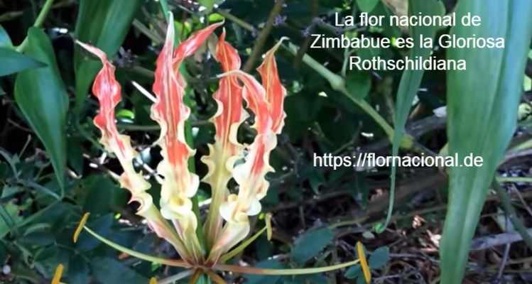 La flor nacional de Zimbabue es la Gloriosa Rothschildiana