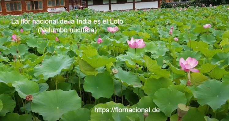 La flor nacional de la India es el Loto Nelumbo nucifera