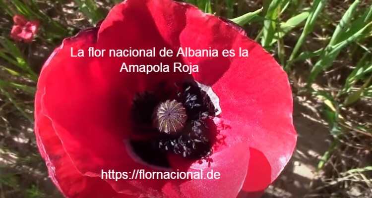 La flor nacional de Albania es la Amapola Roja
