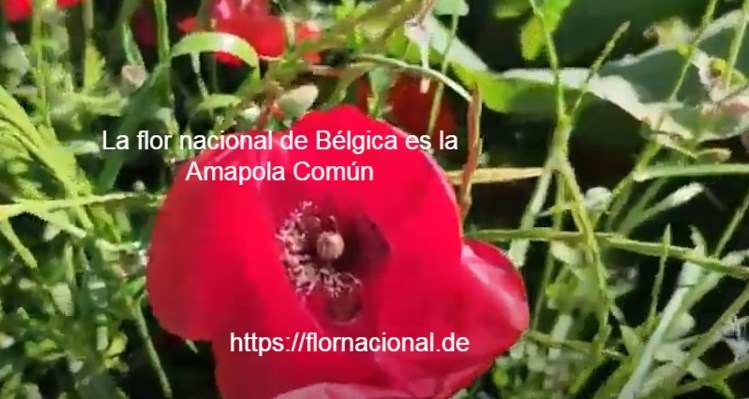 La flor nacional de Belgica es la Amapola Comun