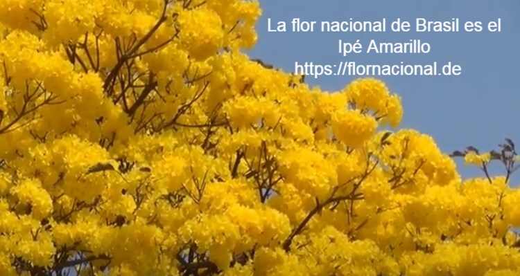 La flor nacional de Brasil es el Ipe Amarillo