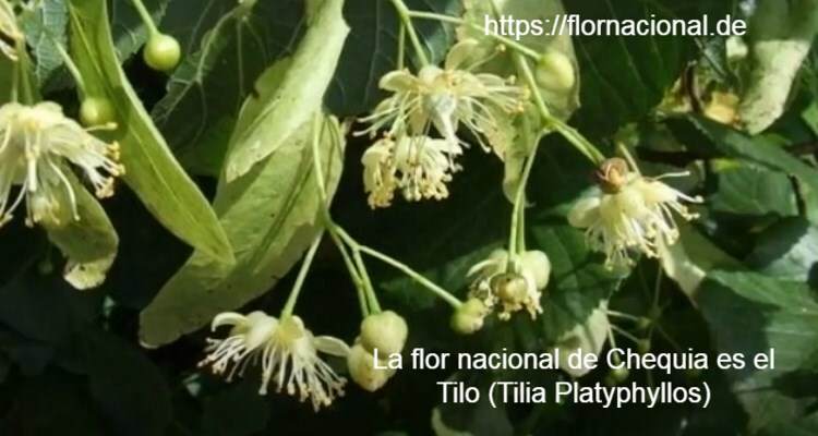 La flor nacional de Chequia es el Tilo Tilia Platyphyllos