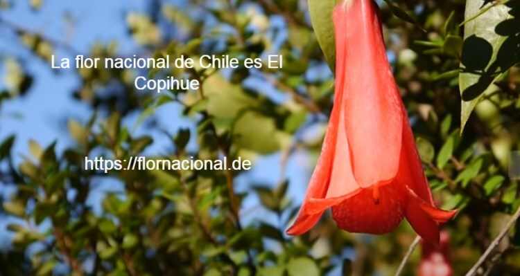 La flor nacional de Chile es El Copihue