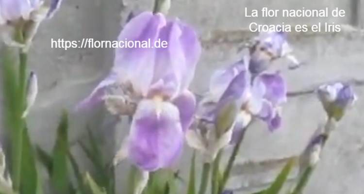 La flor nacional de Croacia es el Iris