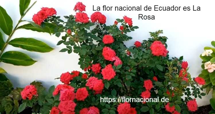 La flor nacional de Ecuador es La Rosa