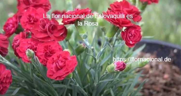 La flor nacional de Eslovaquia es la Rosa