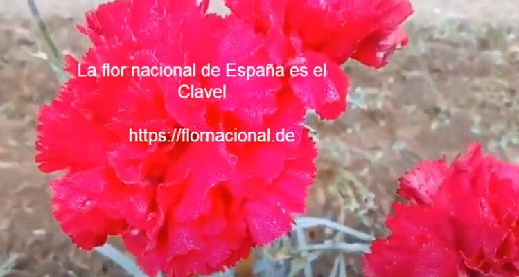 La flor nacional de Espana es el Clavel