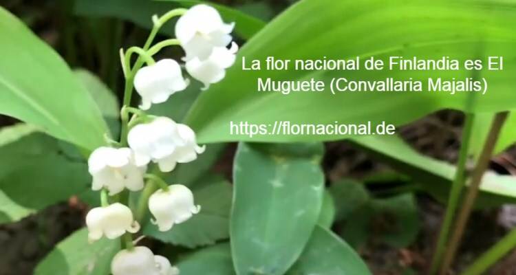 La flor nacional de Finlandia es El Muguete Convallaria Majalis