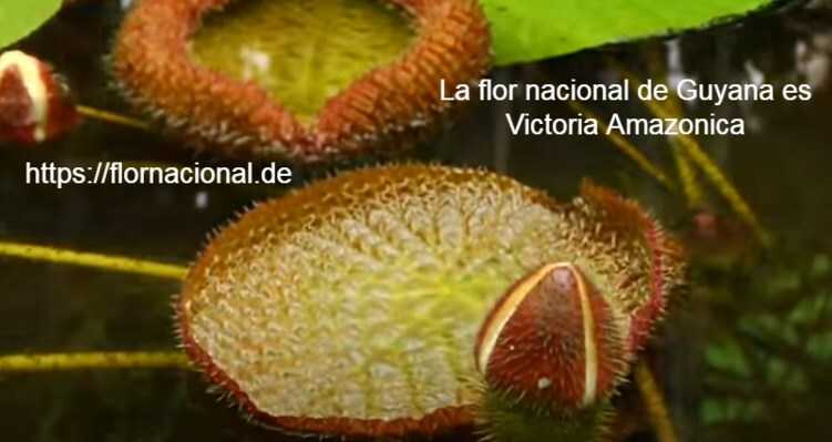 La flor nacional de Guyana es Victoria Amazonica