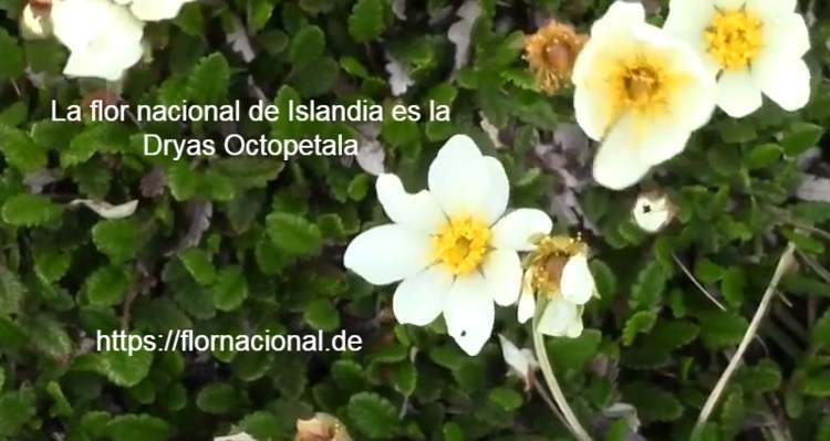 La flor nacional de Islandia es la Dryas Octopetala