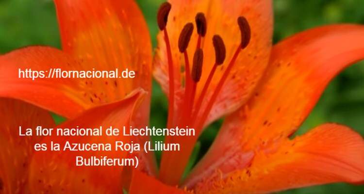 La flor nacional de Liechtenstein es la Azucena Roja Lilium Bulbiferum