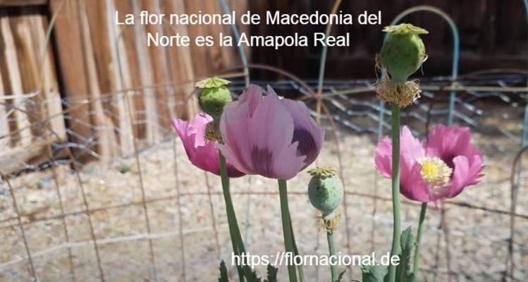 La flor nacional de Macedonia del Norte es la Amapola Real