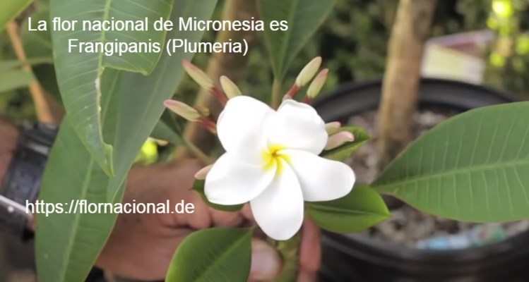 La flor nacional de Micronesia es Frangipanis Plumeria