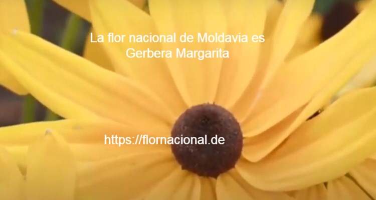 La flor nacional de Moldavia es Gerbera Margarita