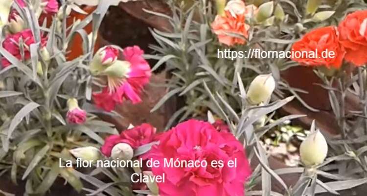 La flor nacional de Monaco es el Clavel