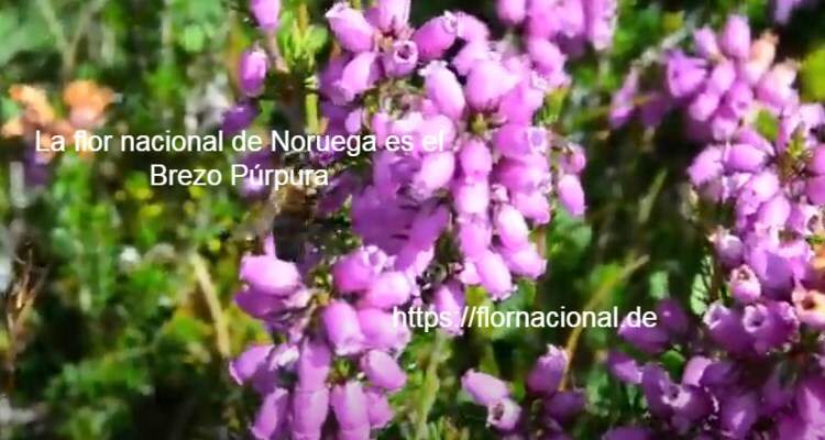 La flor nacional de Noruega es el Brezo Purpura